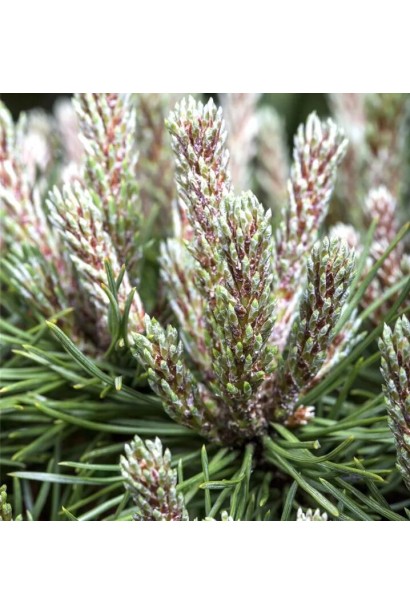 Сосна гірська Бенджамін на штамбі шишки